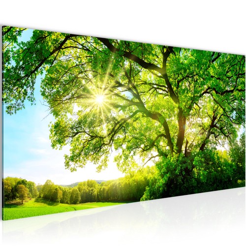 Wandbild natur bilder xxl - natur,