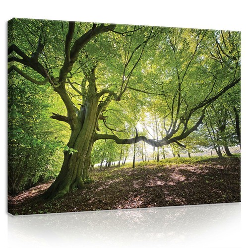 Leinwand bilder xxl baum - bilder,