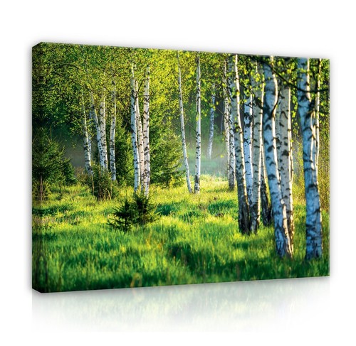 Wald natur landschaft - natur,